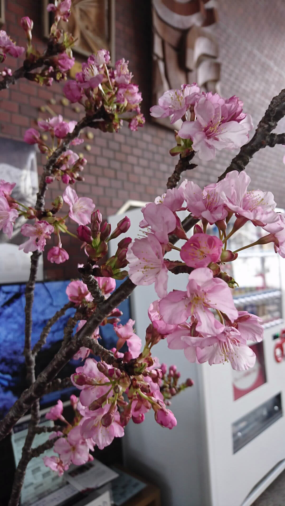 河津の桜