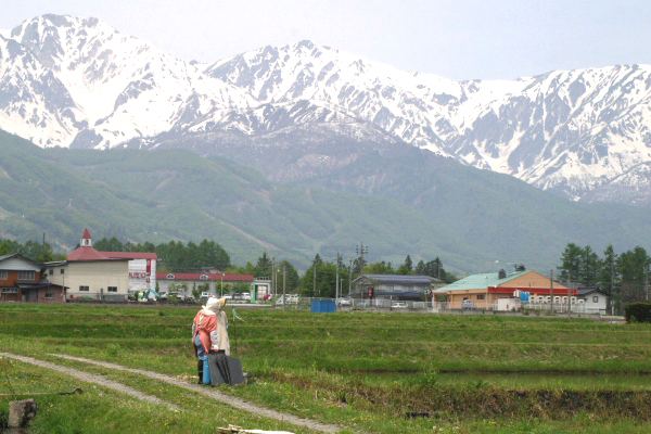 山田植え風景