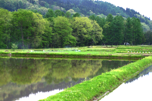 田んぼ風景
