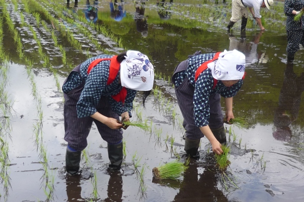 五月女姿田植え