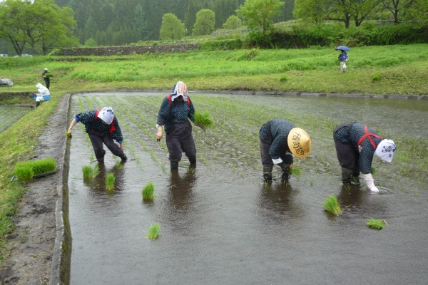 五月女姿田植え