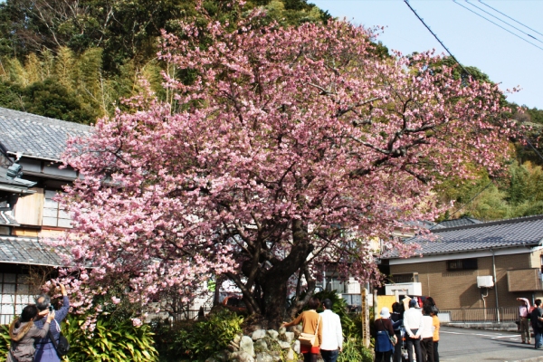 桜風景