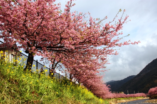 桜風景