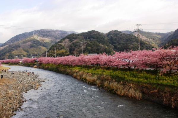桜風景