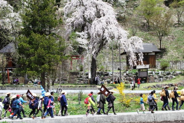 桜まえ行列歩行