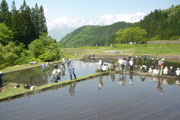 田植えカメラマン多し