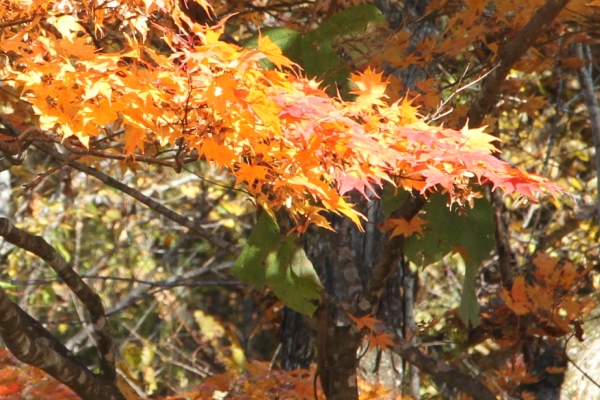 紅葉もみじ