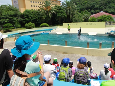 イルカショー見学