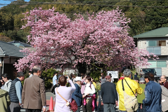 桜見学