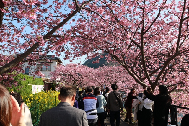 桜見学