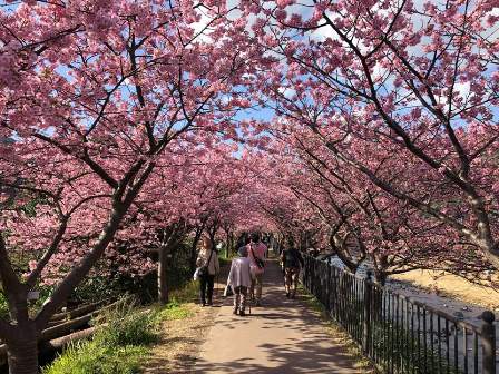 桜並木