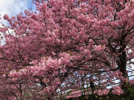満開の桜