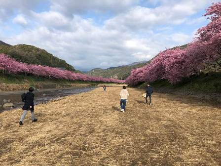 川沿い桜並木