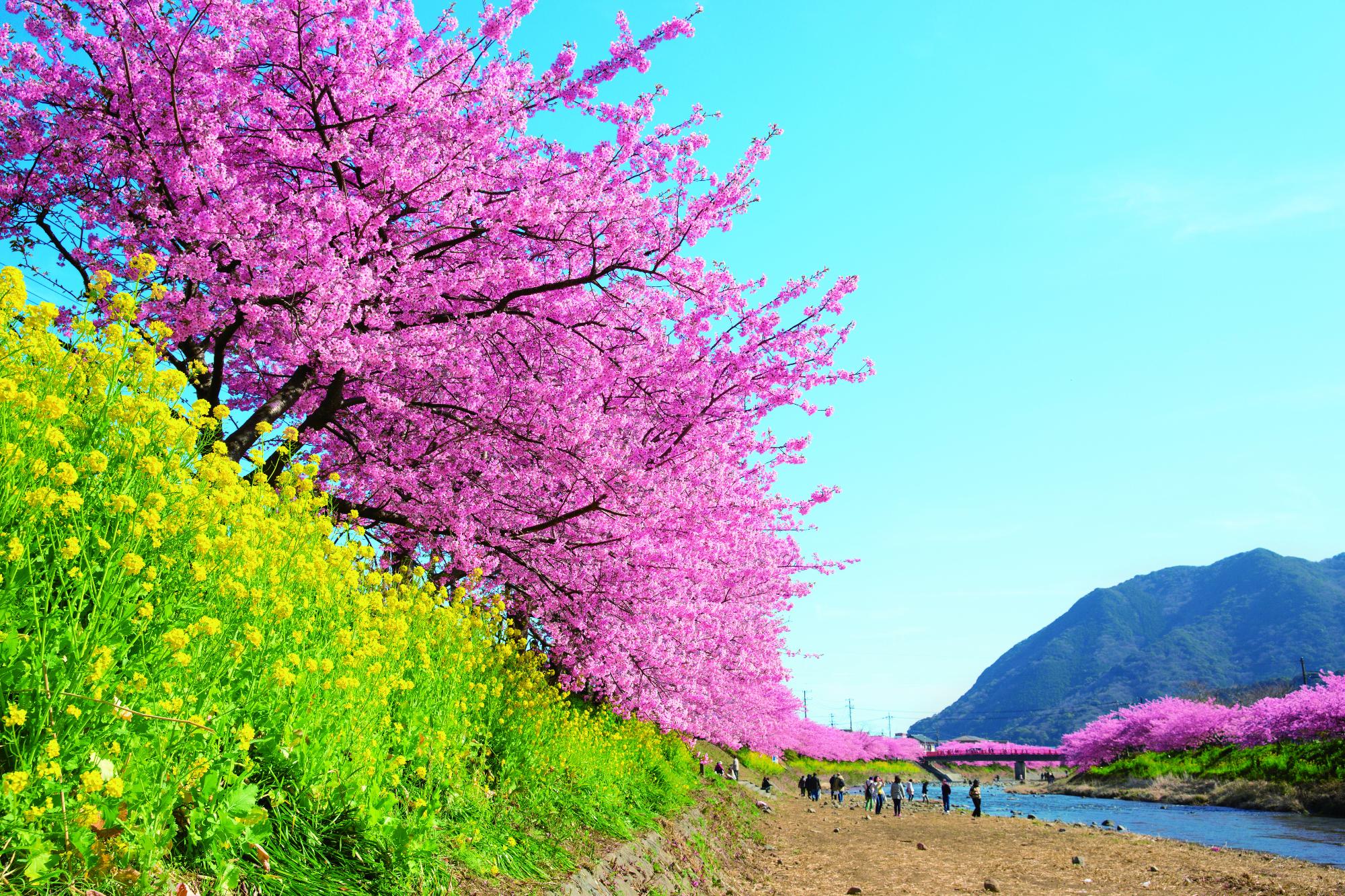 静岡県河津町の画像