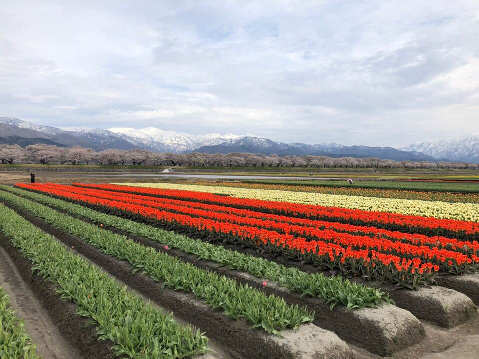 北アルプスと桜並木とチューリップ