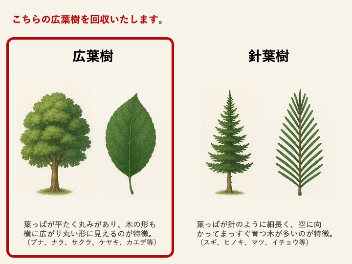 落ち葉の画像