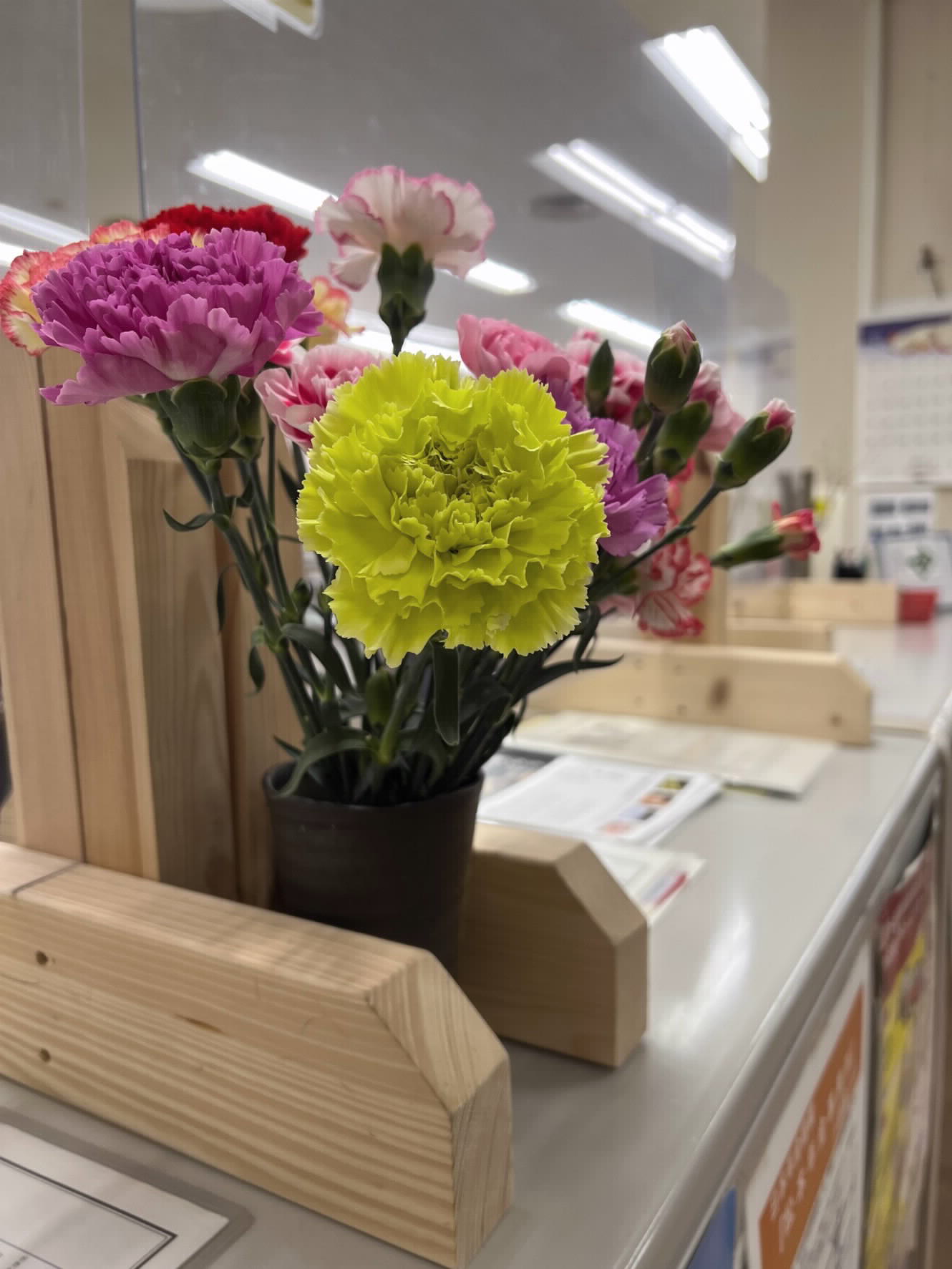 Carnation_02