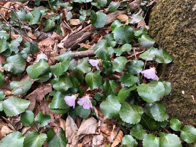 地面に広がるイワウチワの画像