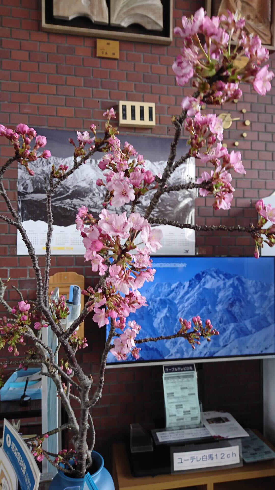 河津の桜