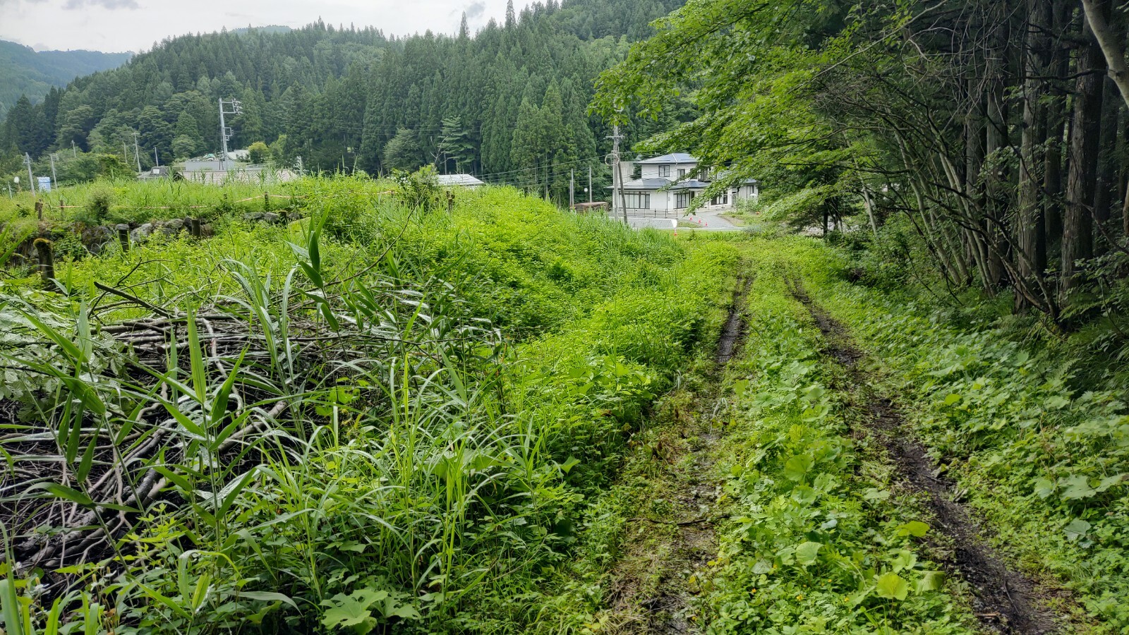 大左右草刈り施業前