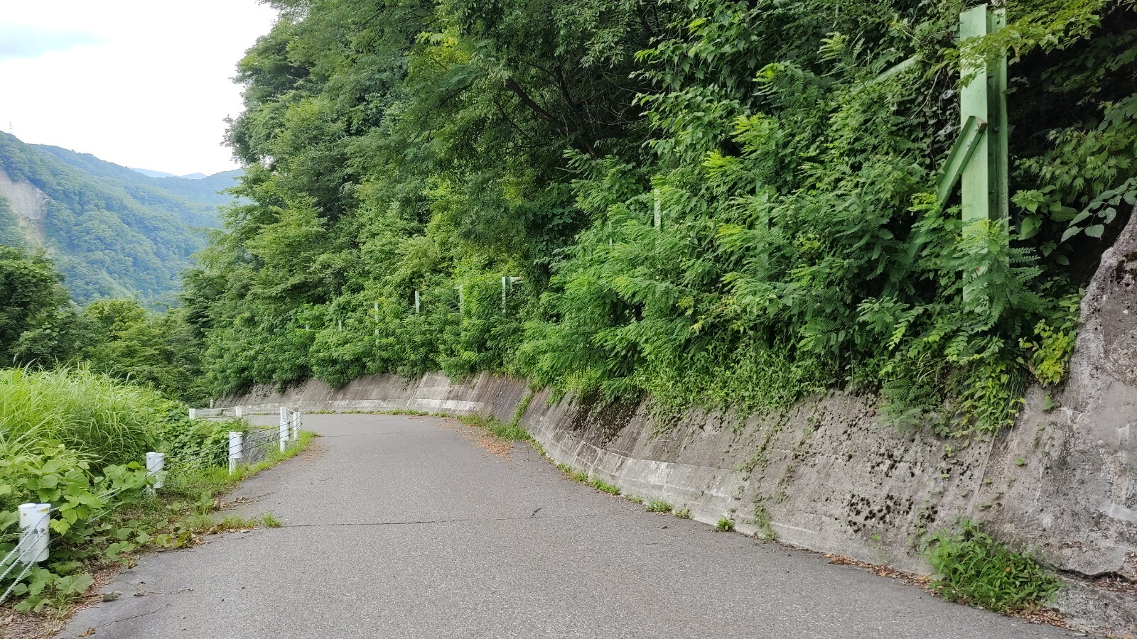 落石ネットの枝処理前