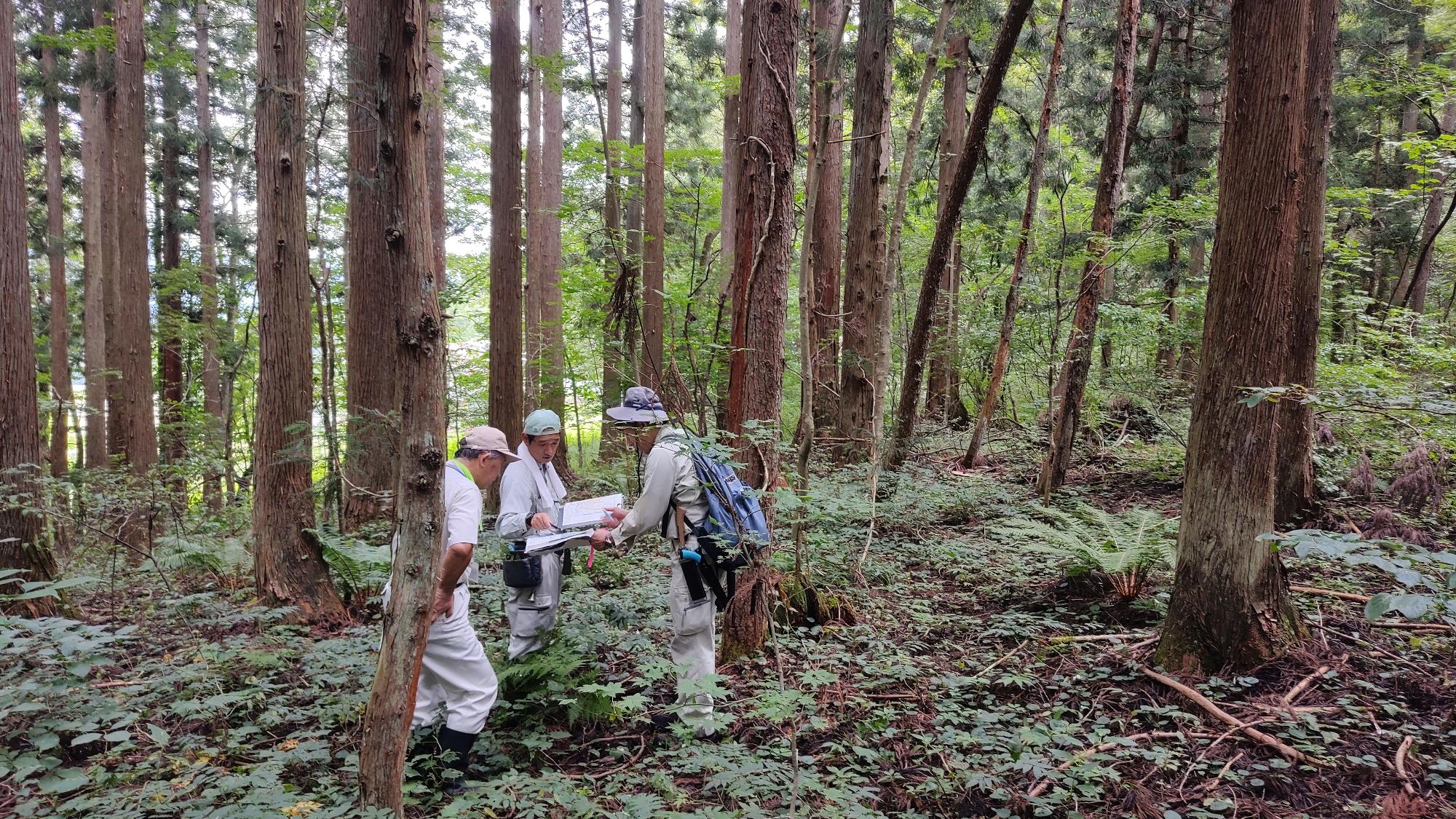 森林整備現地調査