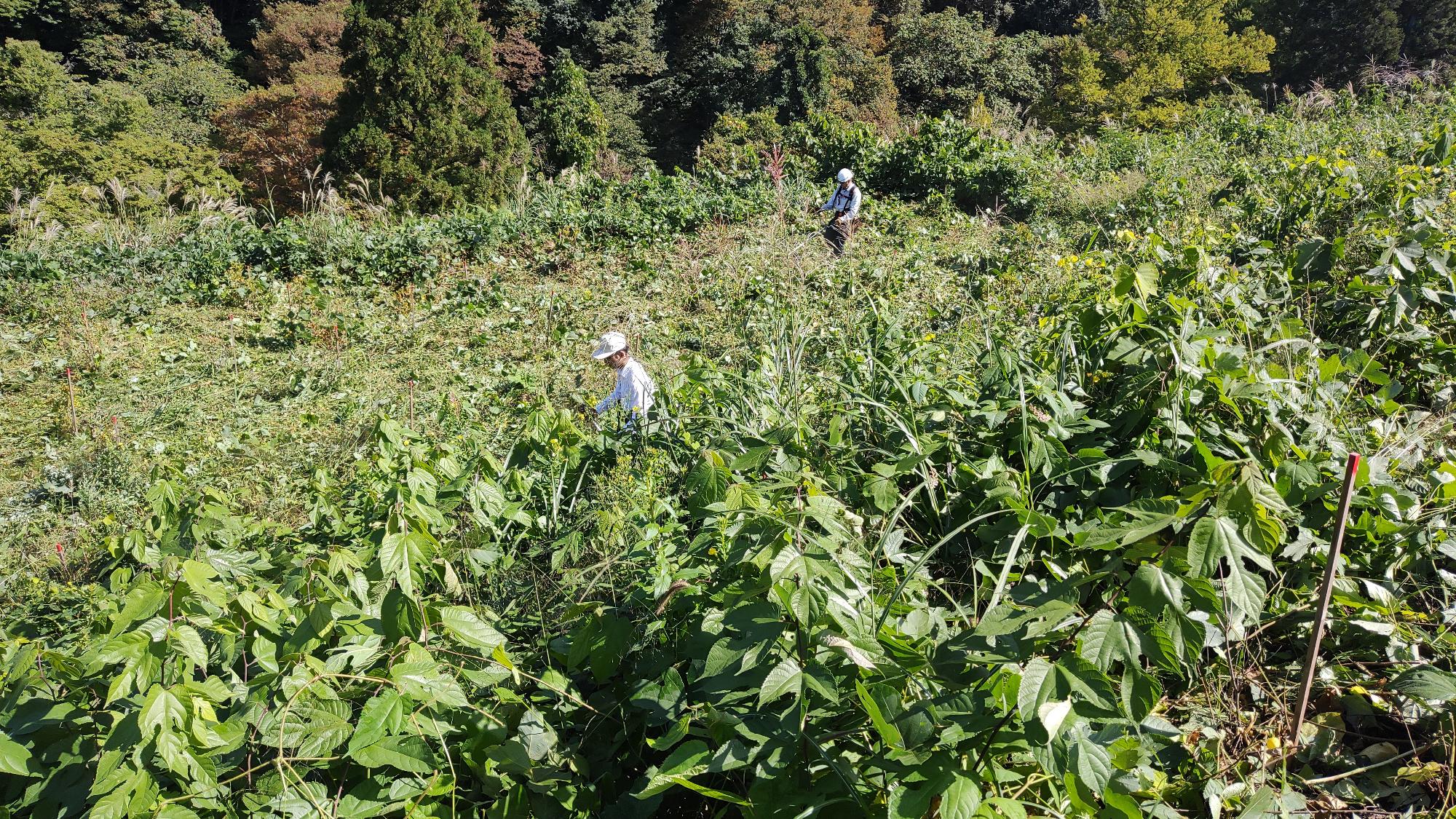植樹祭現場草刈り