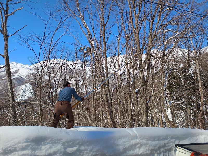 どんぐり区支障木枝打ち