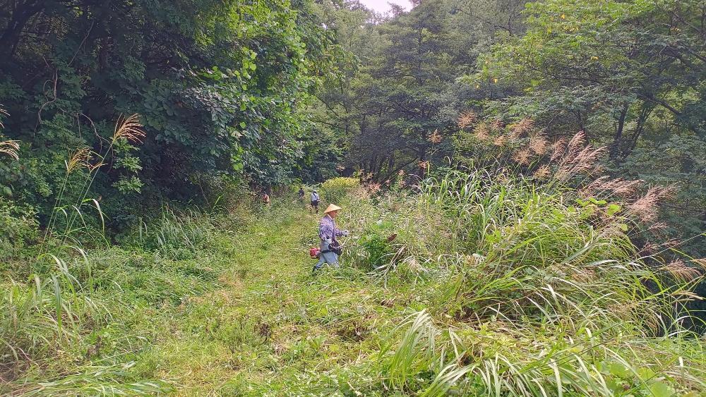 野平青鬼林道草刈り