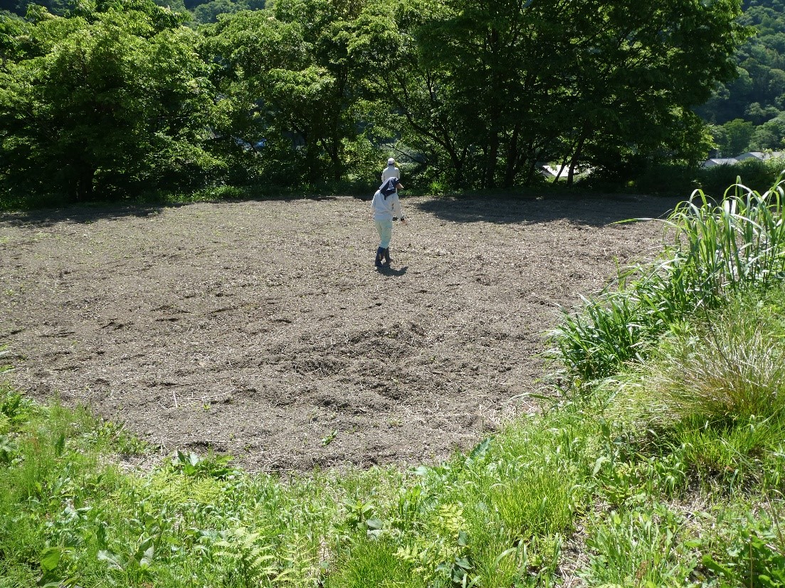 夏そば種蒔き