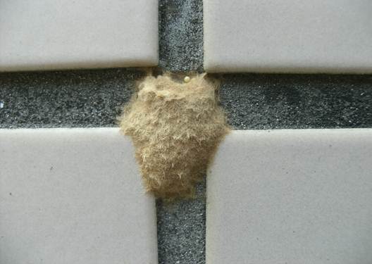 マイマイガの卵塊