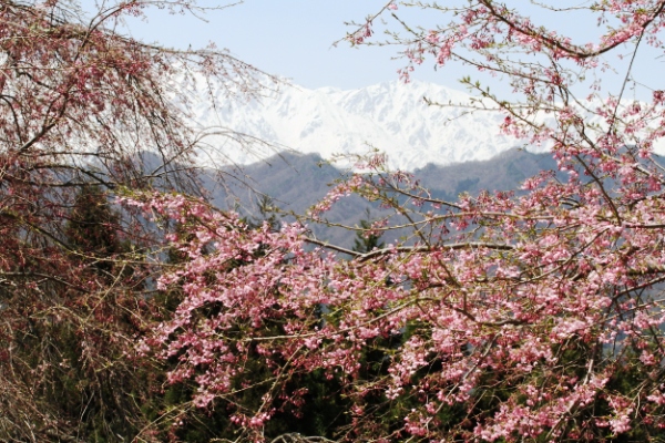 桜とアルプス