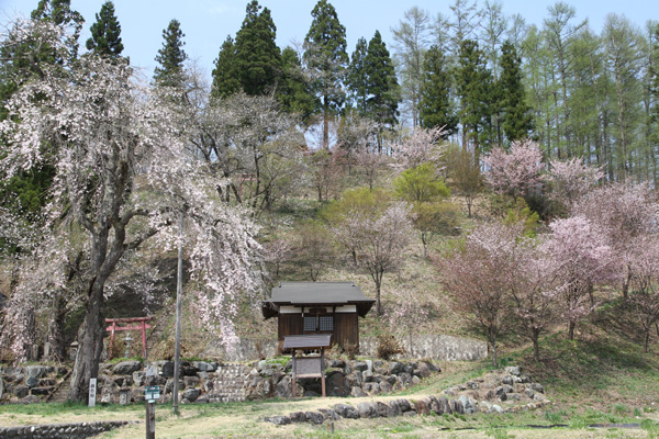 桜の風景