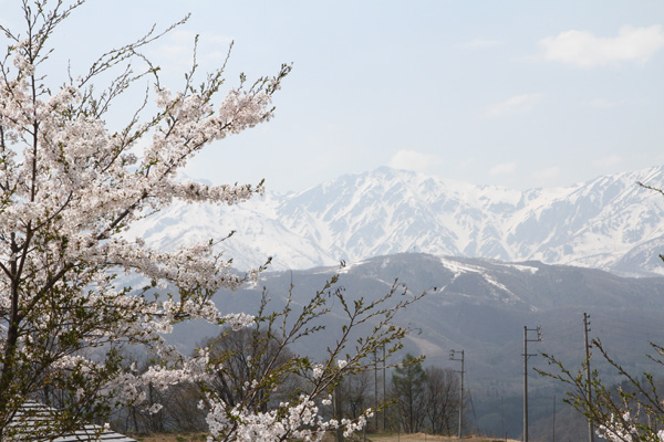 桜のと北アルプスの風景