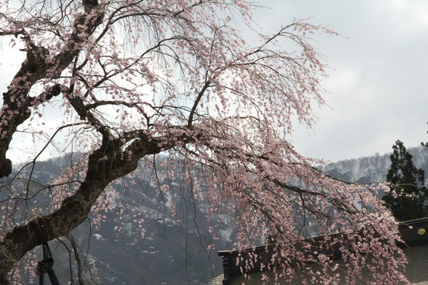 桜の木