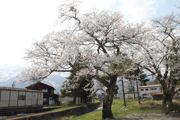 桜の木