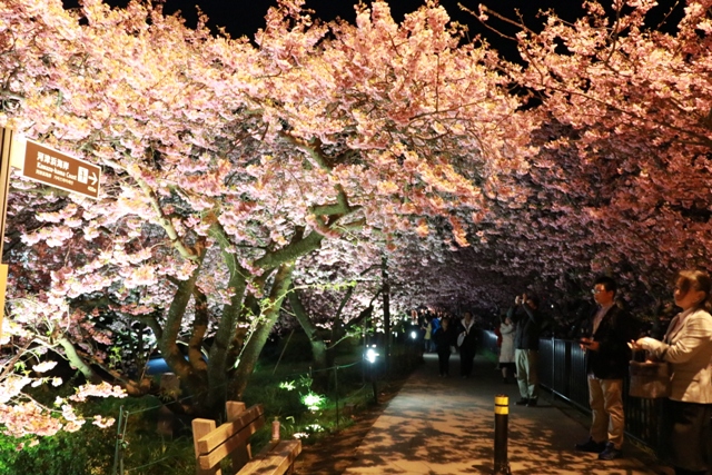 夜桜見学
