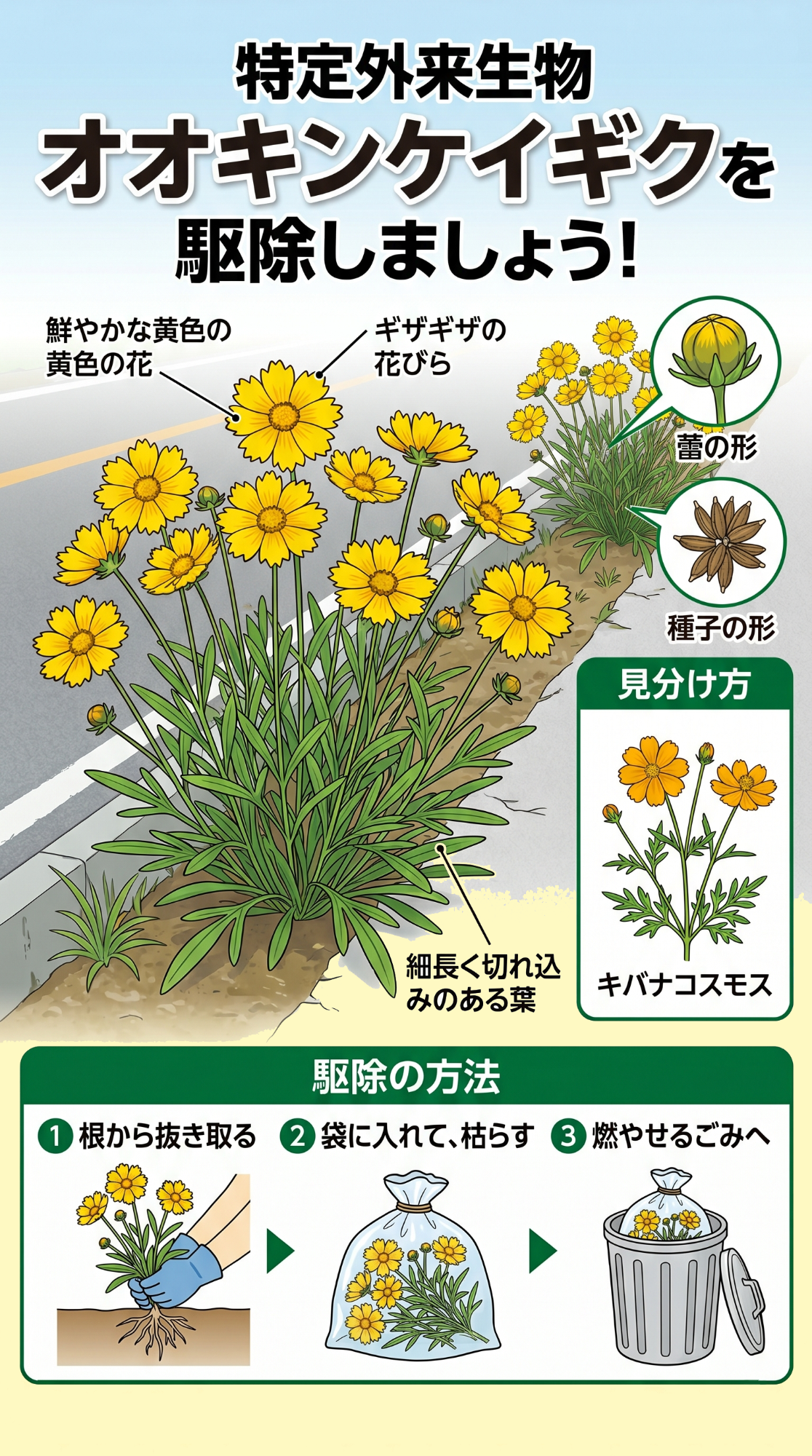 オオキンケイギク駆除のお願い