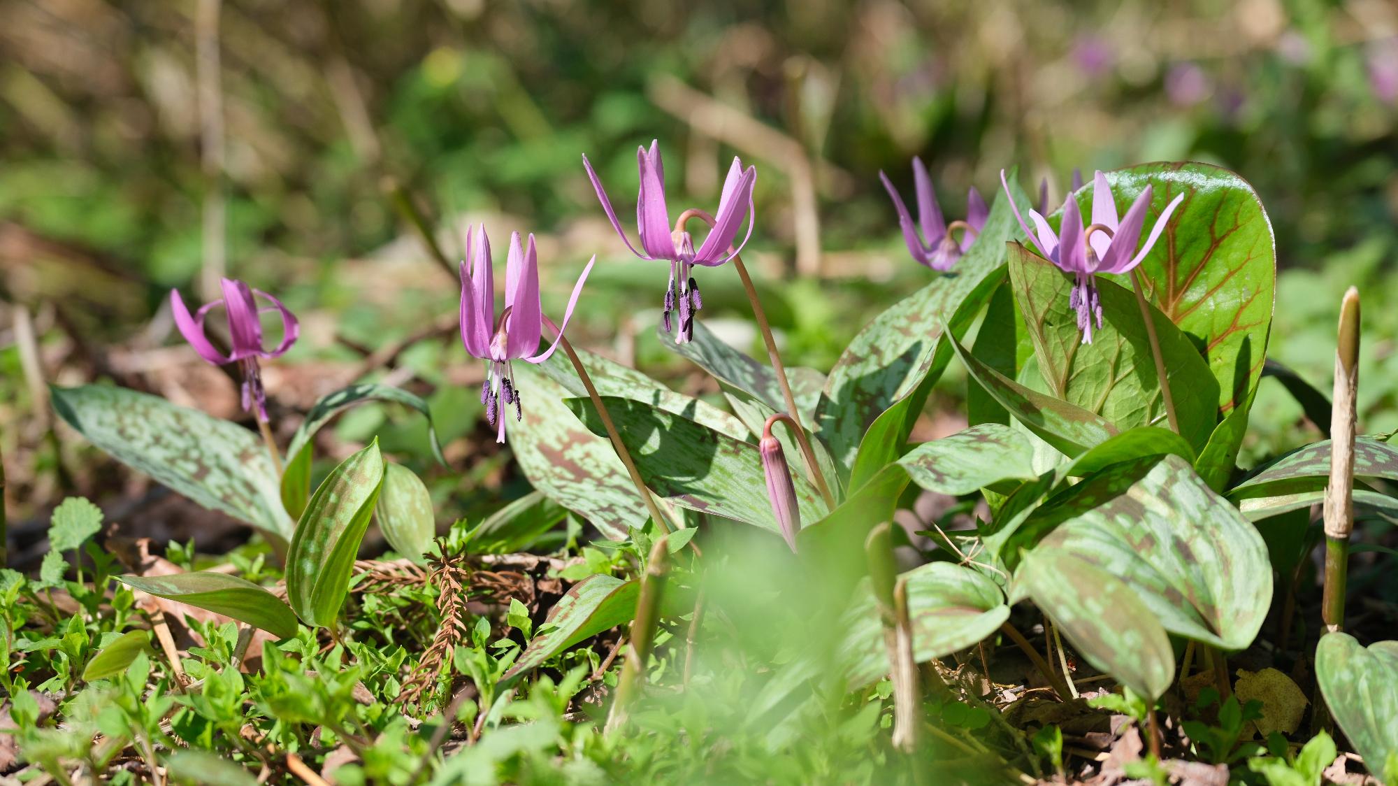 カタクリの画像