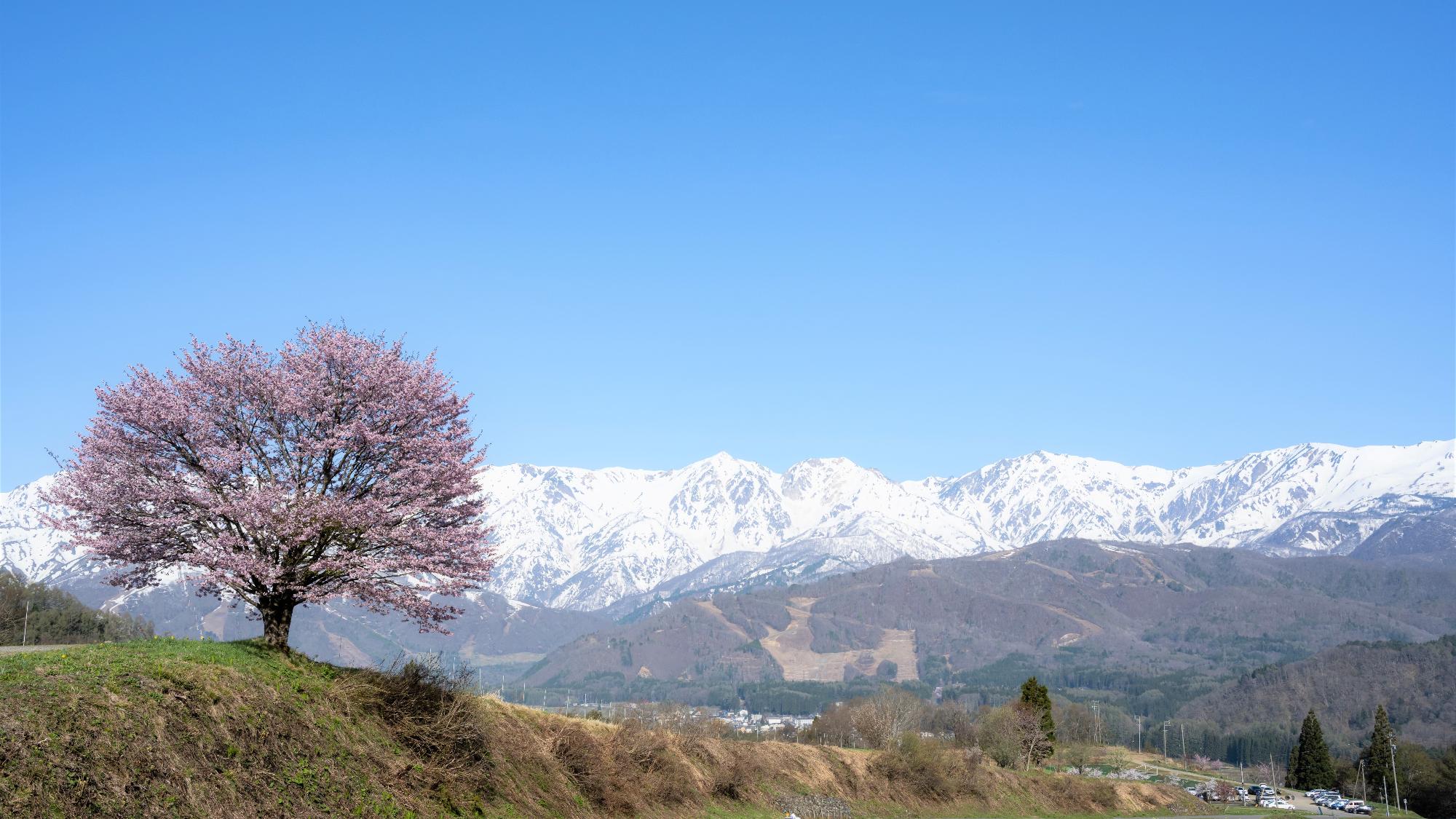オオヤマザクラの画像