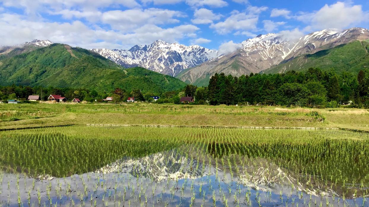 田んぼ