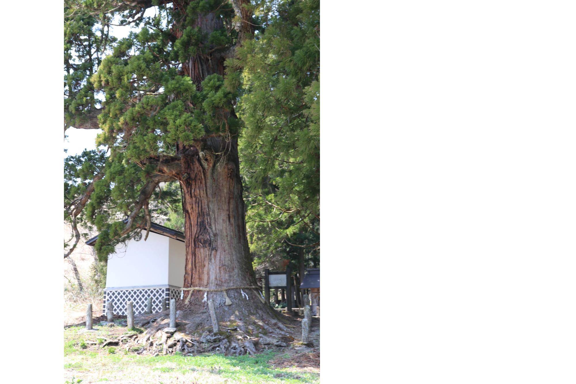 嶺方諏訪神社の老杉群