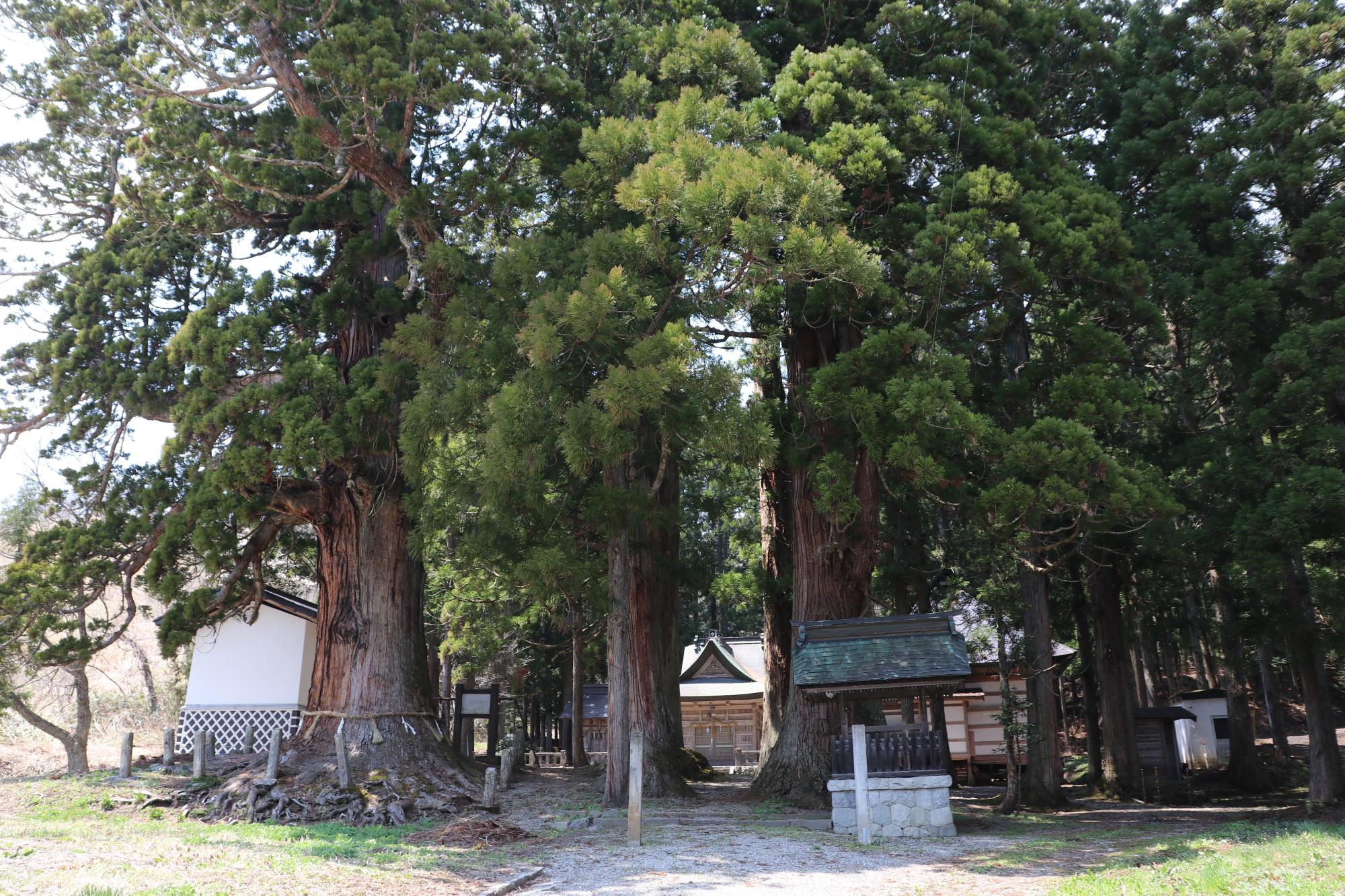 嶺方諏訪神社の老杉群