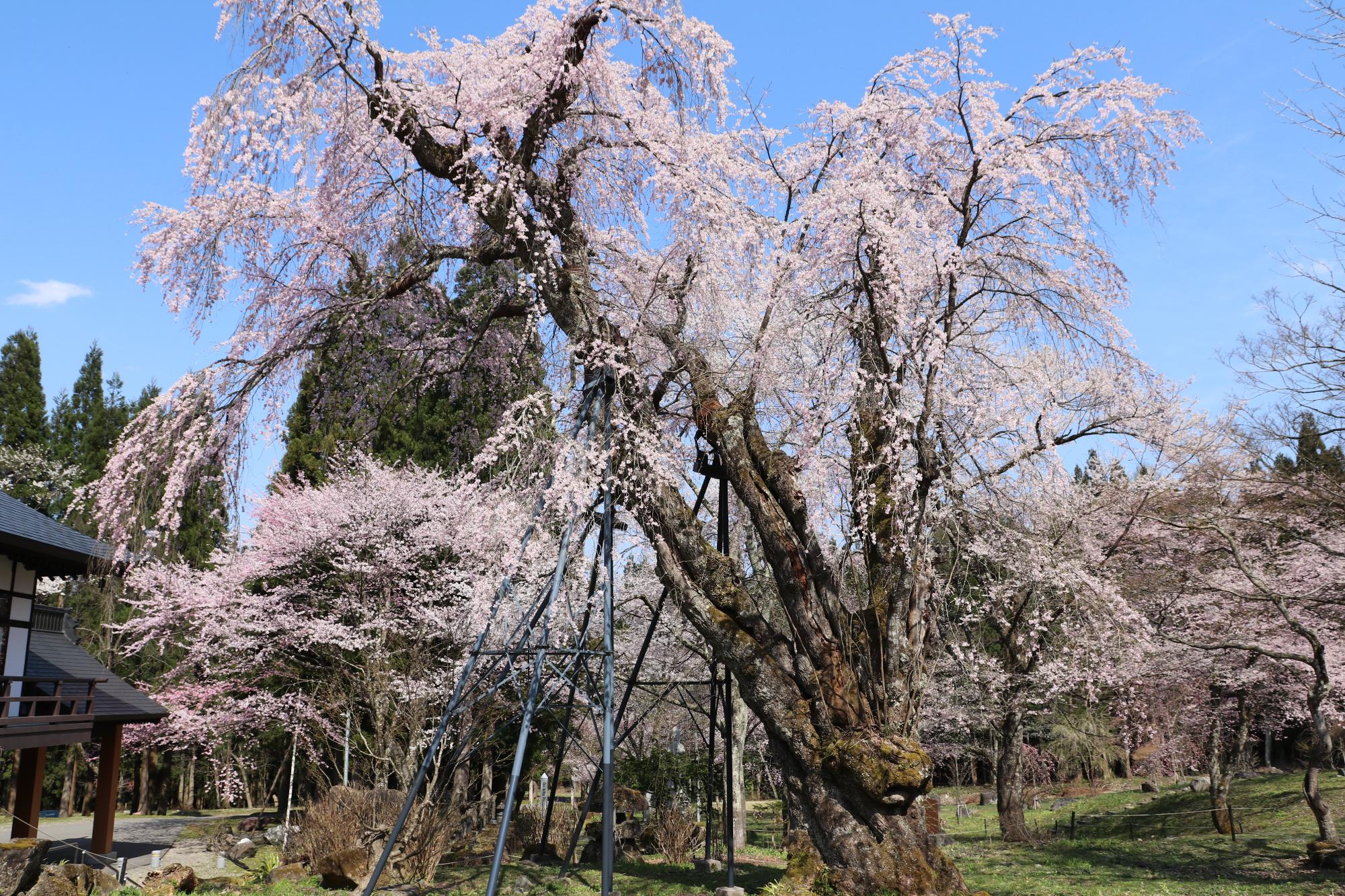 エドヒガンザクラ