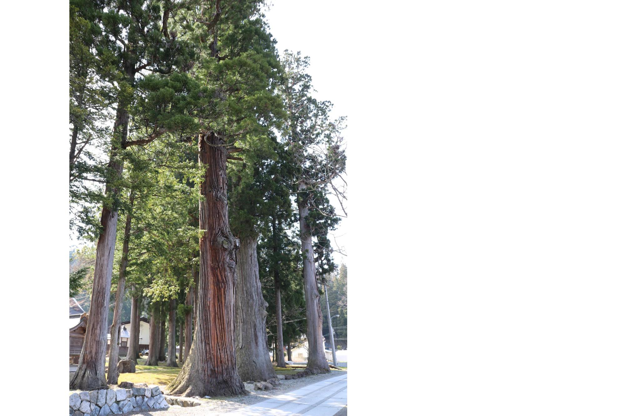 長谷寺 老杉群