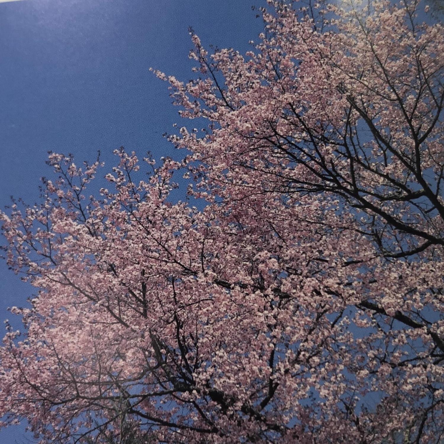 儀重桜
