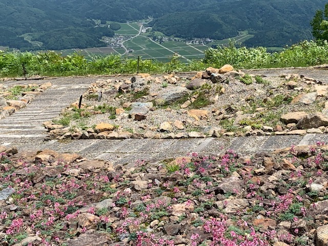 白馬五竜高山植物園上部で岩場に群生するコマクサ