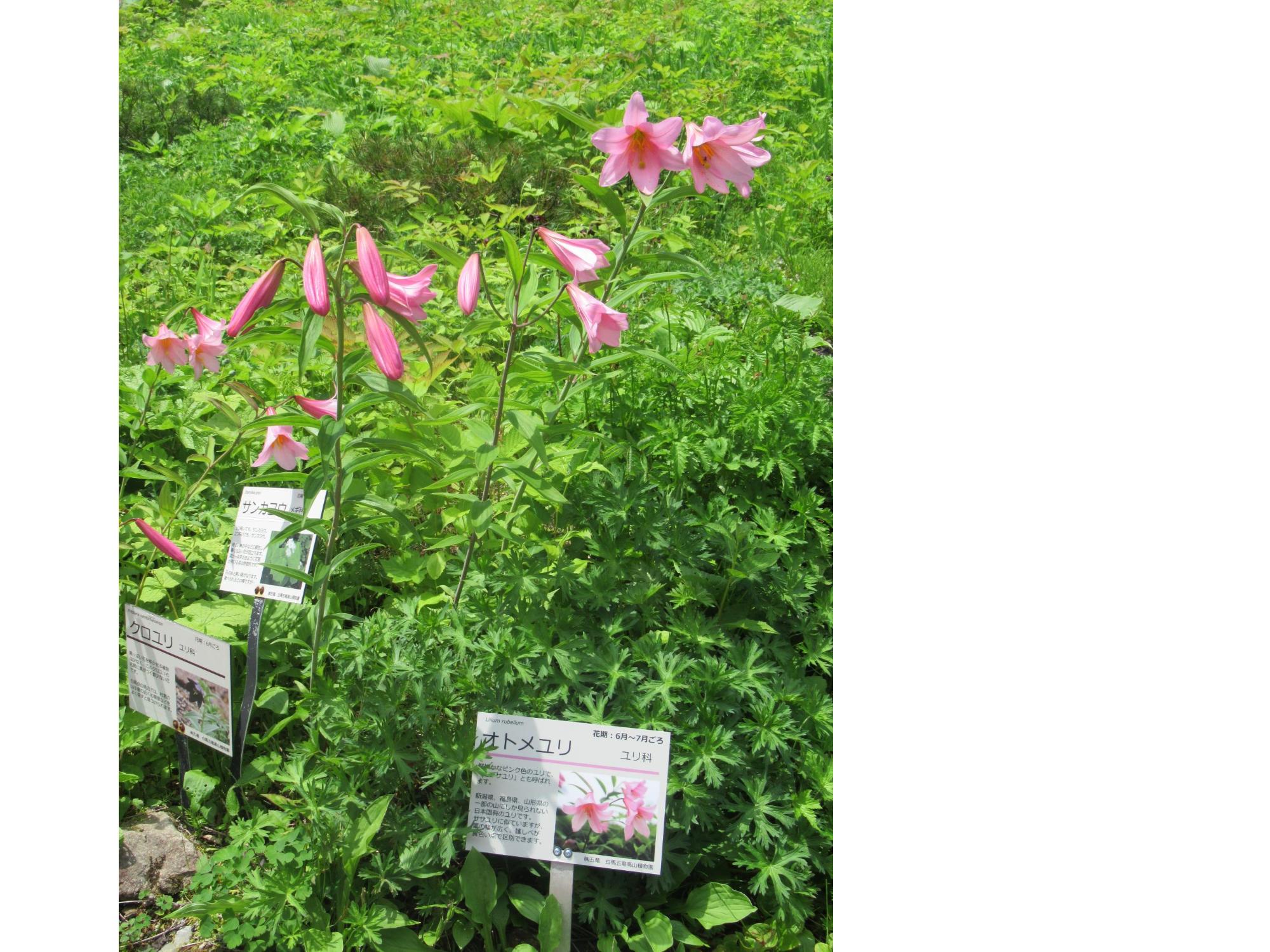 ピンク色のオトメユリが咲いている写真