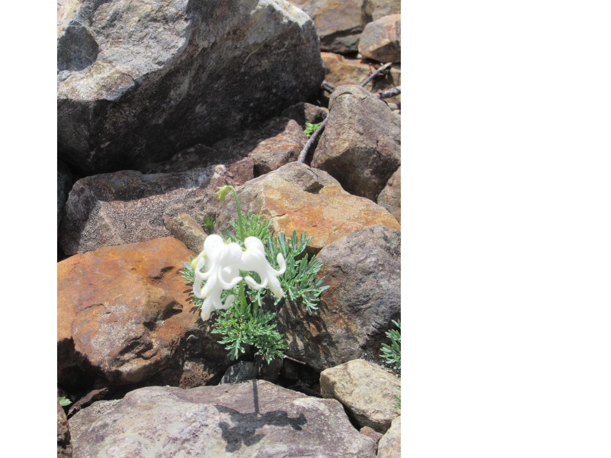 岩場の隙間に生える白いコマクサの写真