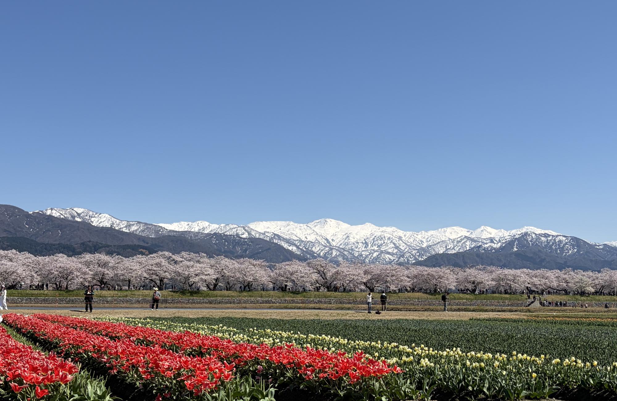 空と山と桜と花が織りなす「春の四重奏」